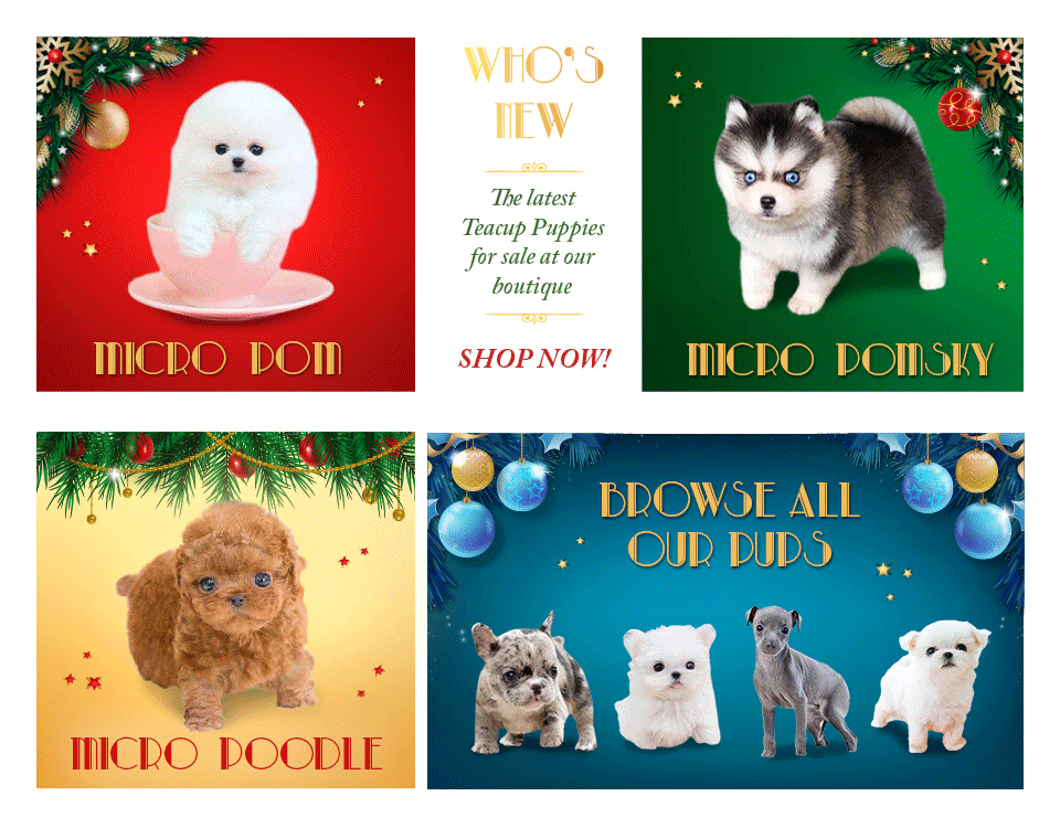 New Pups for sale. Discover What is new
