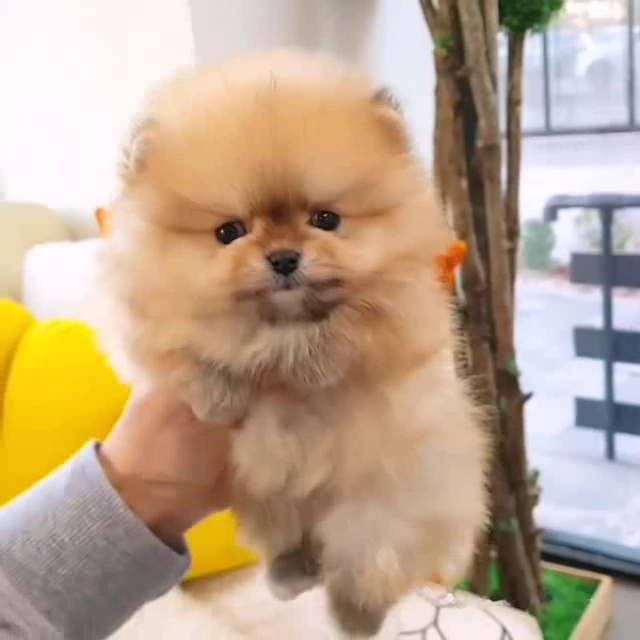 Rare Micro Teacup Puppies For Sale Near Me Posh Pocket Pups