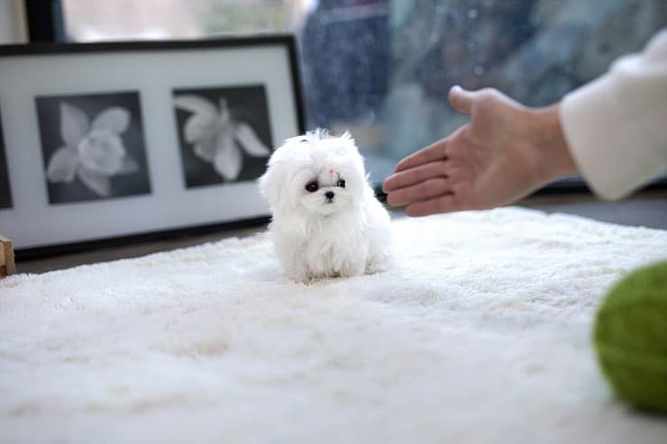 Thumbnail: Ghosted Ice White Micro Maltese