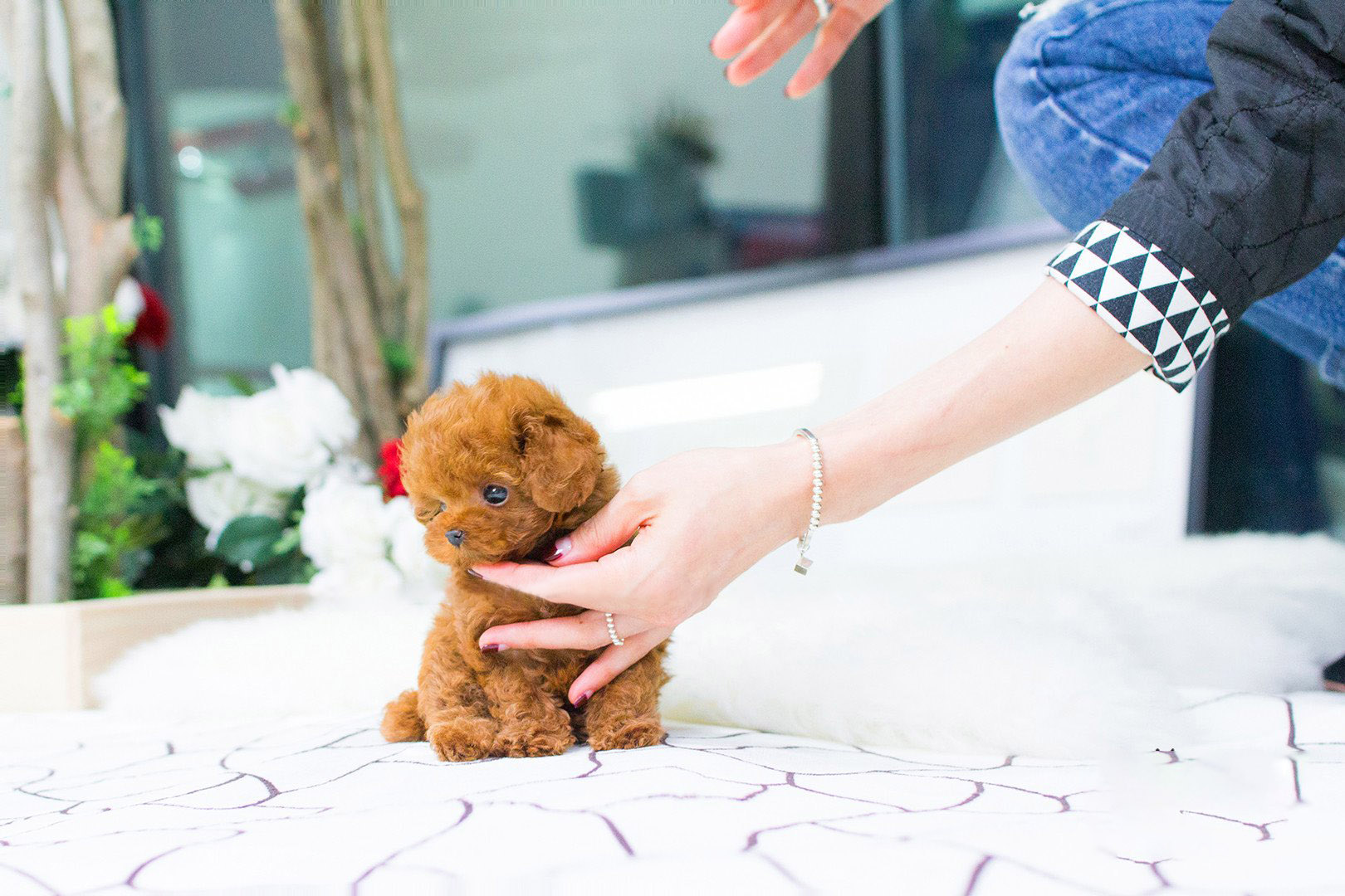 Thumbnail: Bridget Red Micro Teacup Poodle