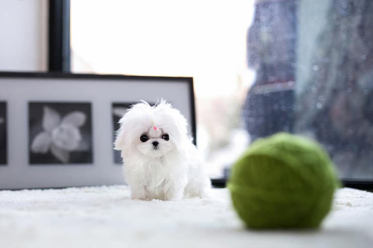 Main Image of Ghosted Ice White Micro Maltese