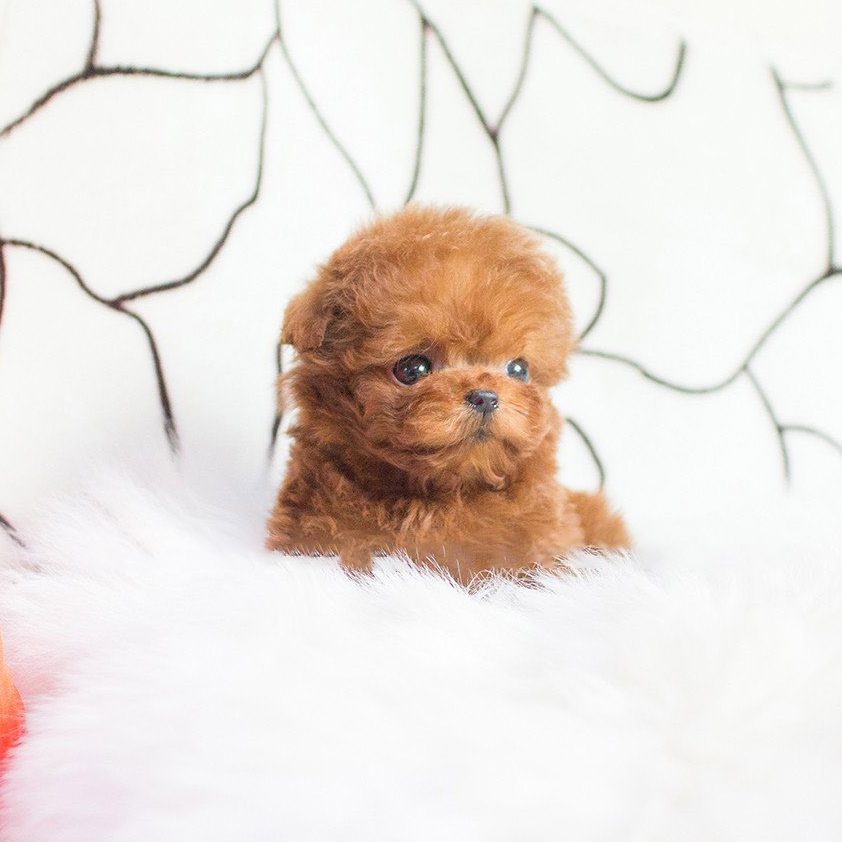 Main Image of Cooper Red Micro Poodle