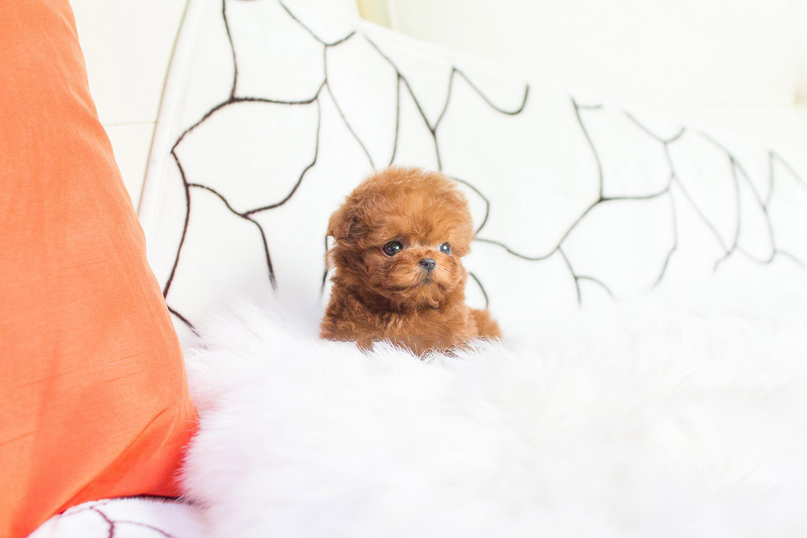 Thumbnail: Cooper Red Micro Poodle