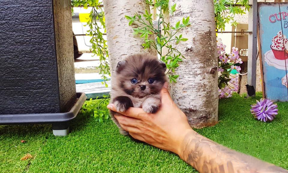 Thumbnail: Addy Boo Tiny Pomeranian