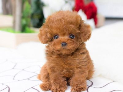 Teacup Toy Poodle Puppies for Sale