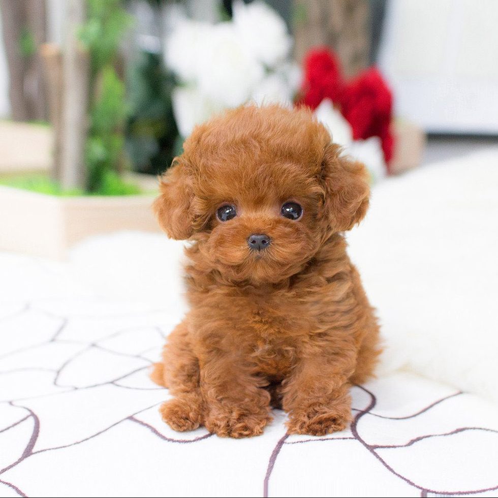 Main Image of Bridget Red Micro Teacup Poodle