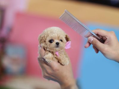 Amelia Cream Micro Poodle