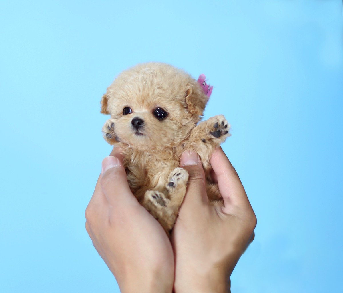 Thumbnail: Amelia Cream Micro Poodle
