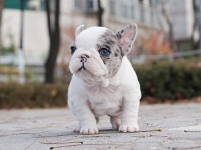 Ava Merle Teacup French Bulldog