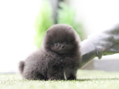 Joshua Blue Micro Pomeranian