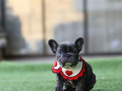 Aloha Blue Teacup French Bulldog