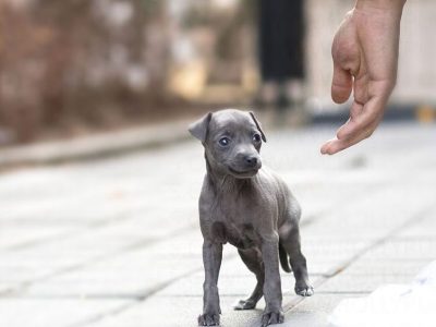 Sam Blue Teacup Italian Greyhound