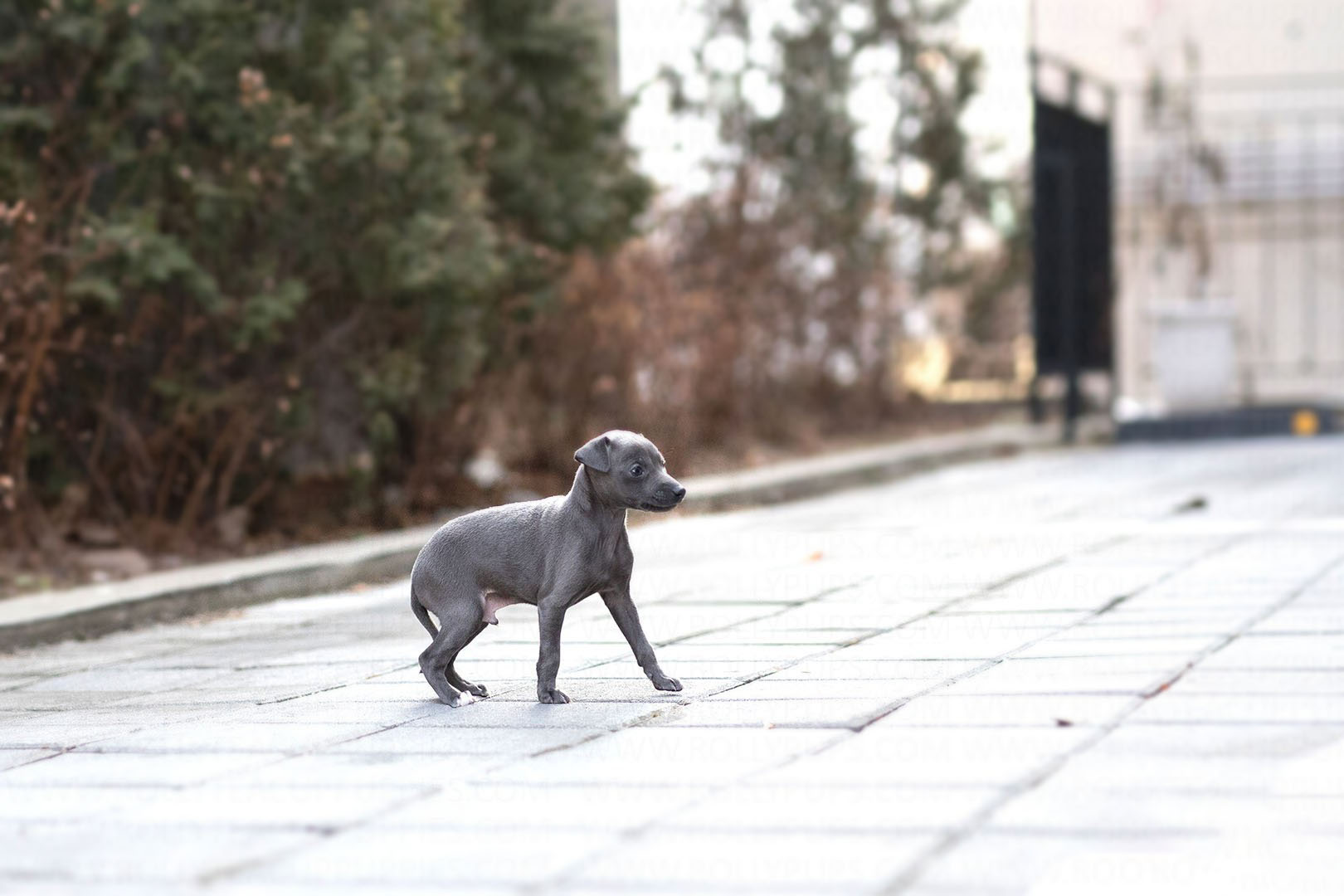 Thumbnail: Sam Blue Teacup Italian Greyhound