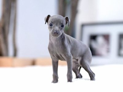 Milano Blue Teacup Italian Greyhound