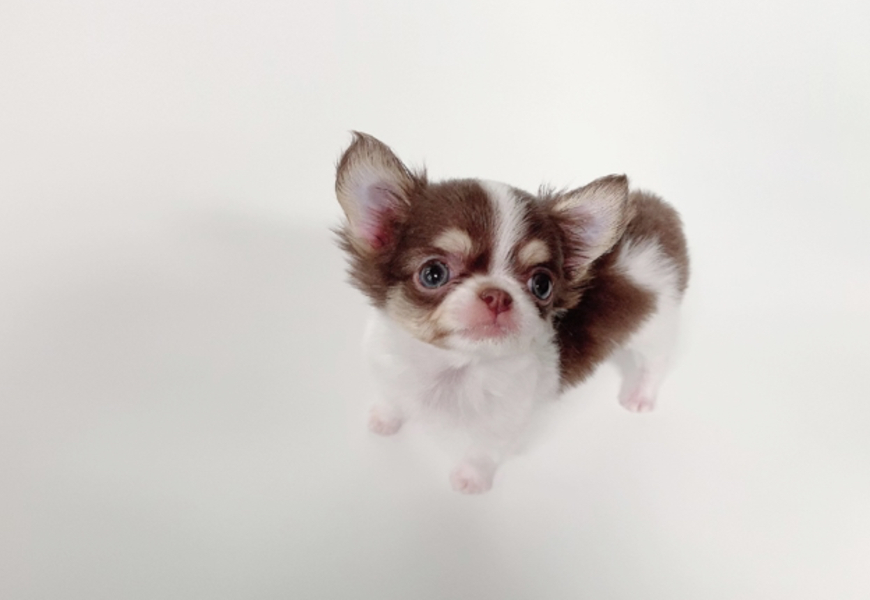 Thumbnail: William Micro Chihuahua