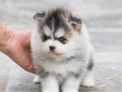 Elijah Teacup Pomsky