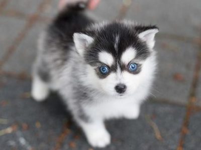 Bitcoin Teacup Pomsky