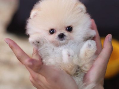 Pixie Ombre Micro Pomeranian