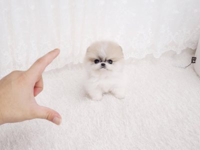 Nugget Micro Pomeranian