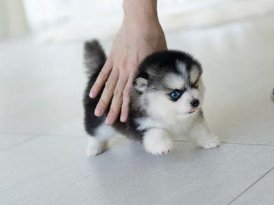 Kylie Teacup Pomsky