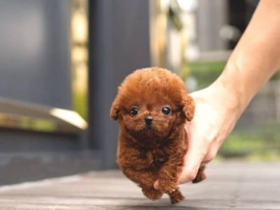 Nova Red Micro Teacup Poodle