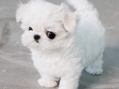 Lily Micro Maltese