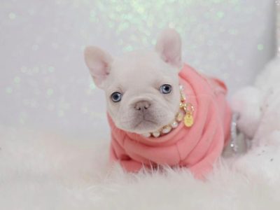 Miracle Platinum White Micro Frenchie