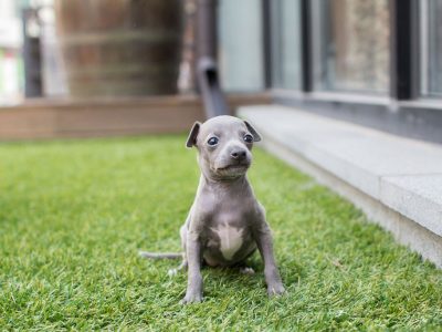 Ingred Teacup Italian Greyhound