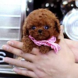 Main Image of Caeser Chocolate Teacup Poodle