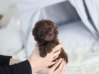 Isaac Chocolate Micro Poodle