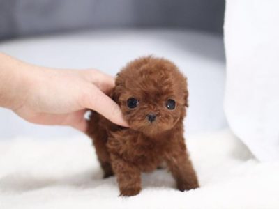Aria Red Micro Poodle