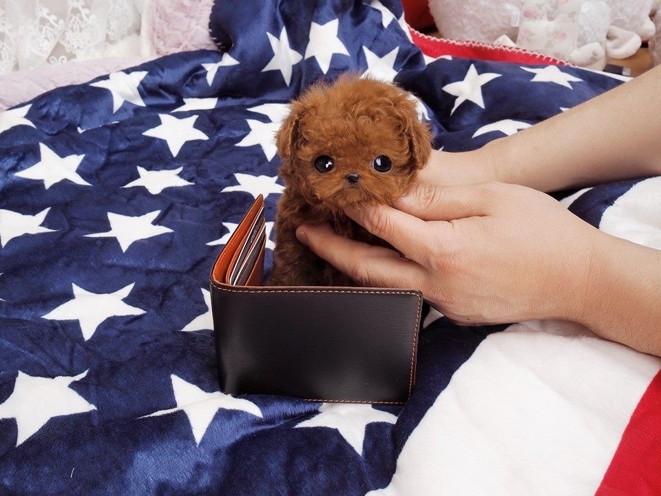 Main Image of Jefferson Red Micro Poodle