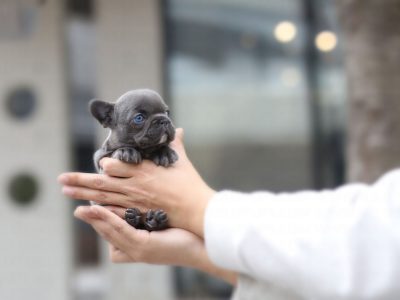 Itsy Blue Mini French Bulldog