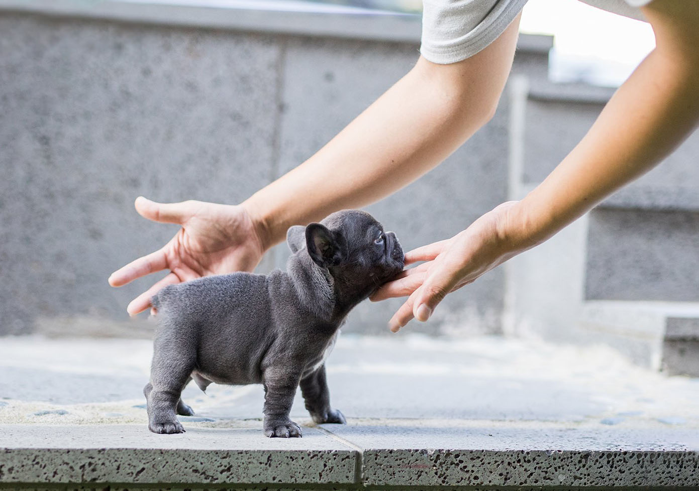 Thumbnail: Carter Blue Micro Teacup Frenchie