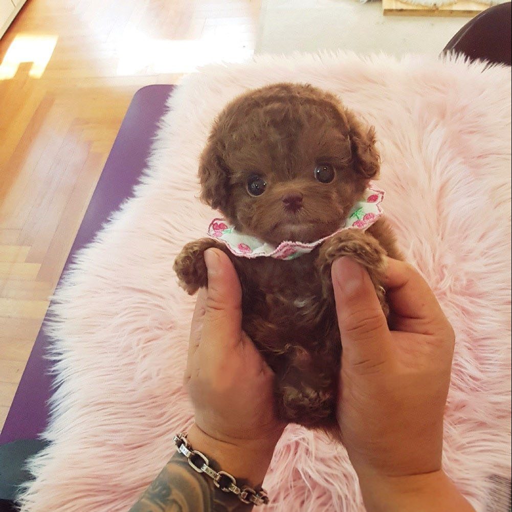 Main Image of Dash Red Teacup Poodle