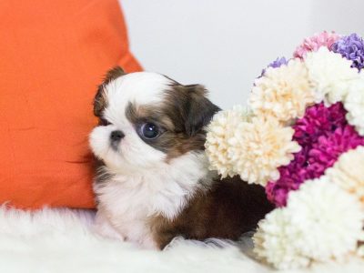 Fiona Teacup  Shih Tzu