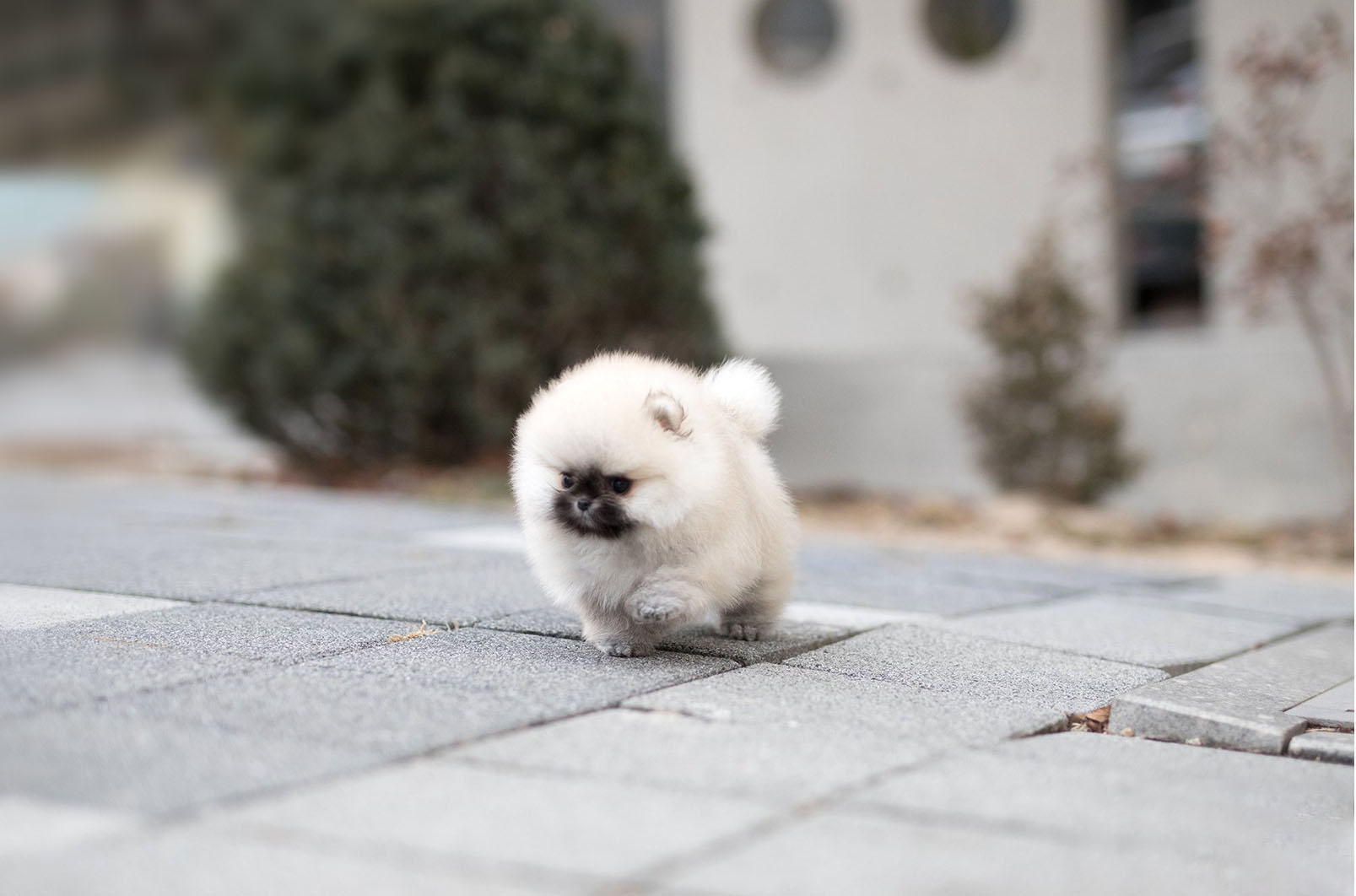 Thumbnail: Benjamin Smokey Micro Pomeranian