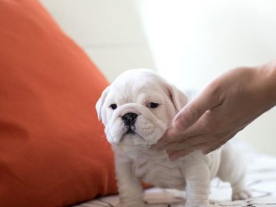 Michelin Teacup English Bulldog