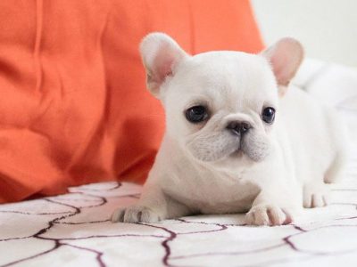 Molly White Teacup Frenchy