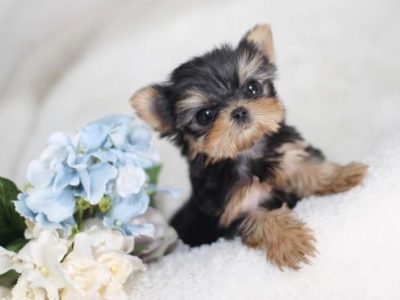 Elias Teacup Yorkie