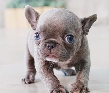 Violet Blue Tiny Frenchie