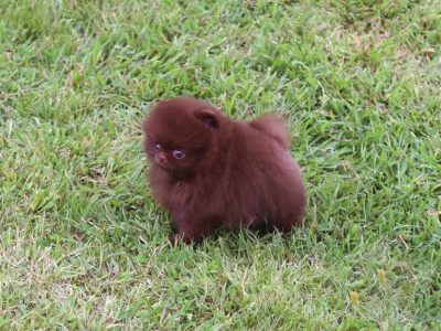 Charlotte Chocolate  Teacup Pom