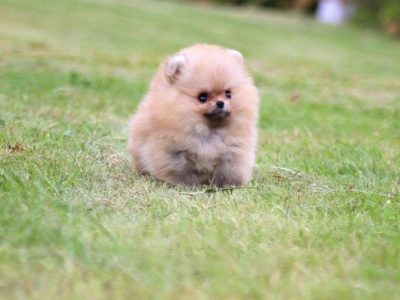 Avery Micro Teacup Pomeranian