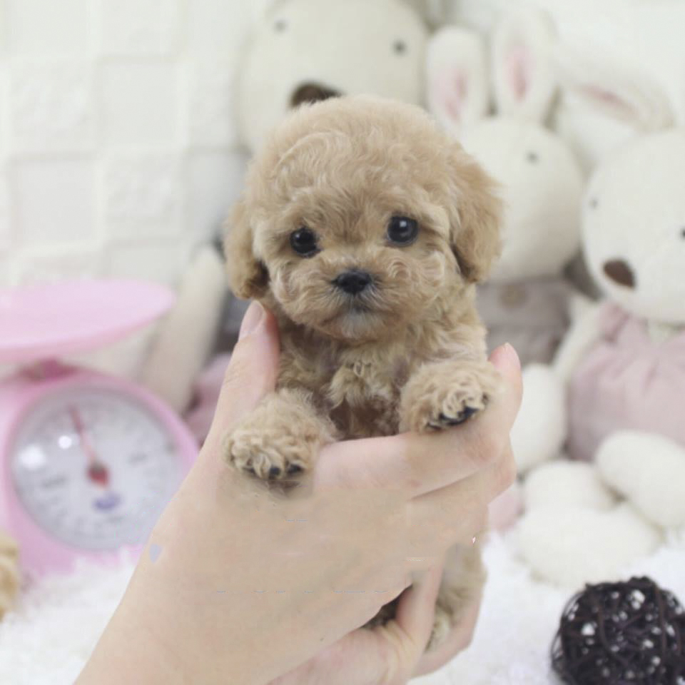 Купить щенка породы Пудель Ти-Кап ❌ - Micropet
