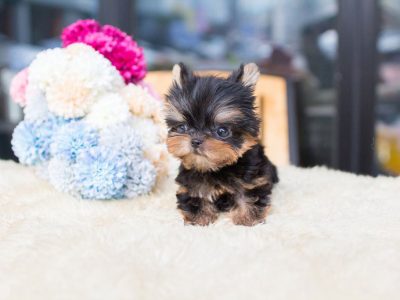 Sofia Tiny Teacup Yorkie