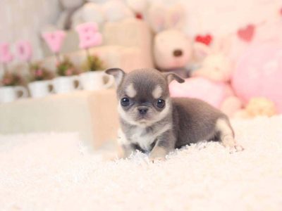 Crystal Micro Chihuahua