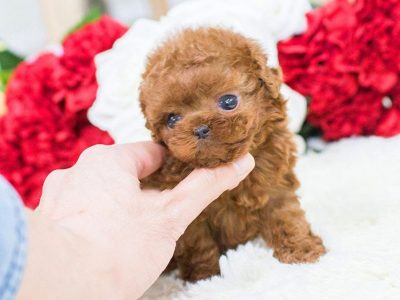 Winnie Apricot Teacup Poodle