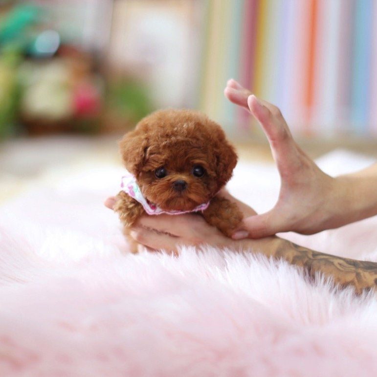 Main Image of Ruby Red Micro Poodle