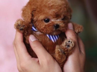 Kalvin Chocolate Teacup Poodle