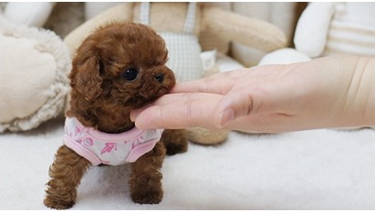 Thumbnail: Piper Red Micro Poodle